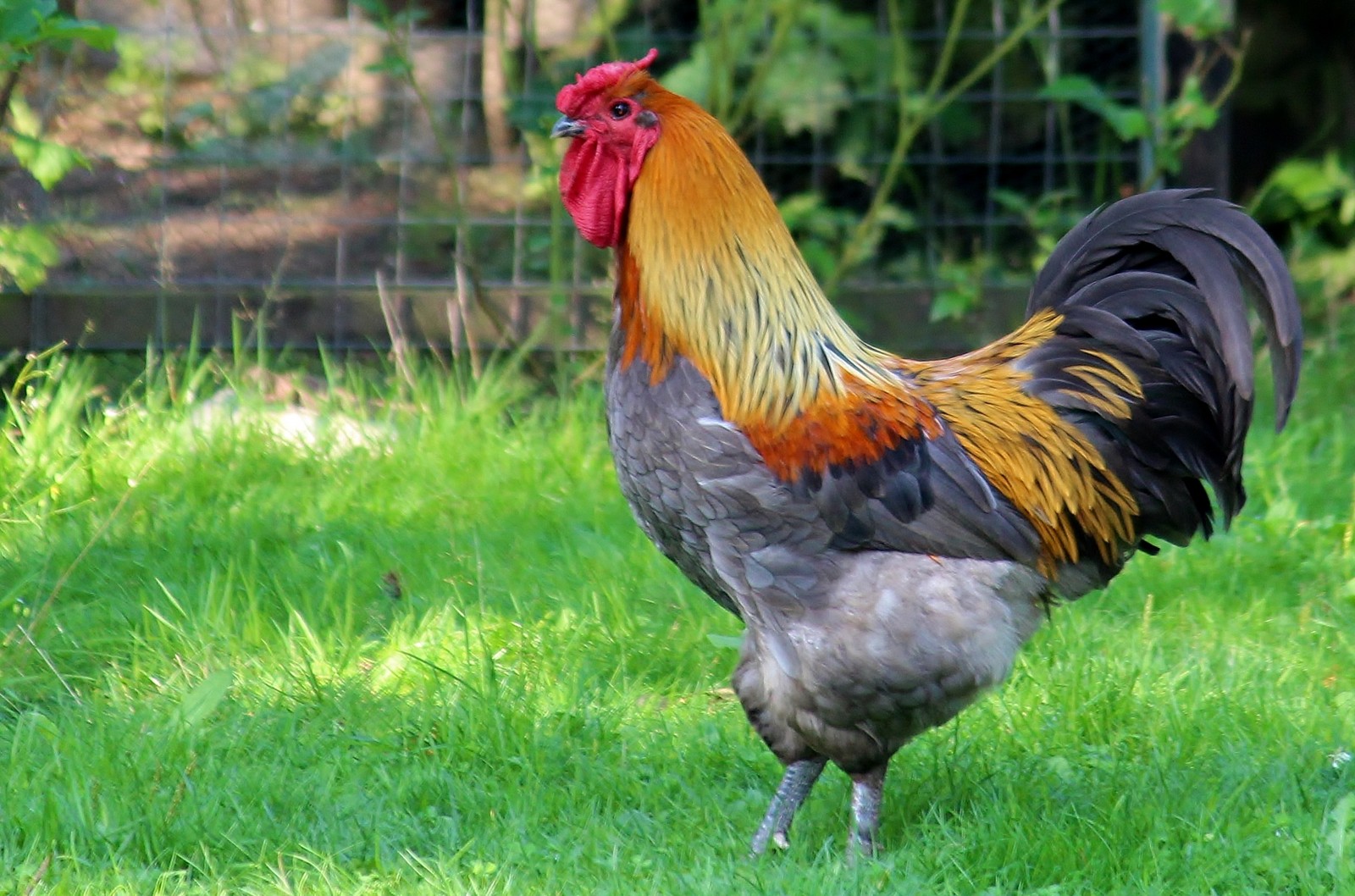 Ein hahn steht im gras im hof. (hahn, hähnchen, vogel, geflügel, hühnervögel)