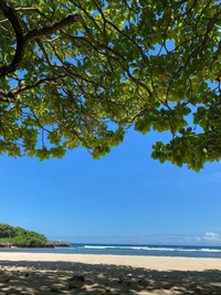 Tropical Shoreline Under Lush Greenery