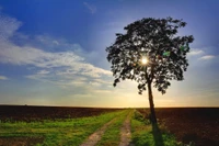 Morgensonnenlicht, das durch einen einsamen Baum filtert, der über ein ländliches Feld blickt