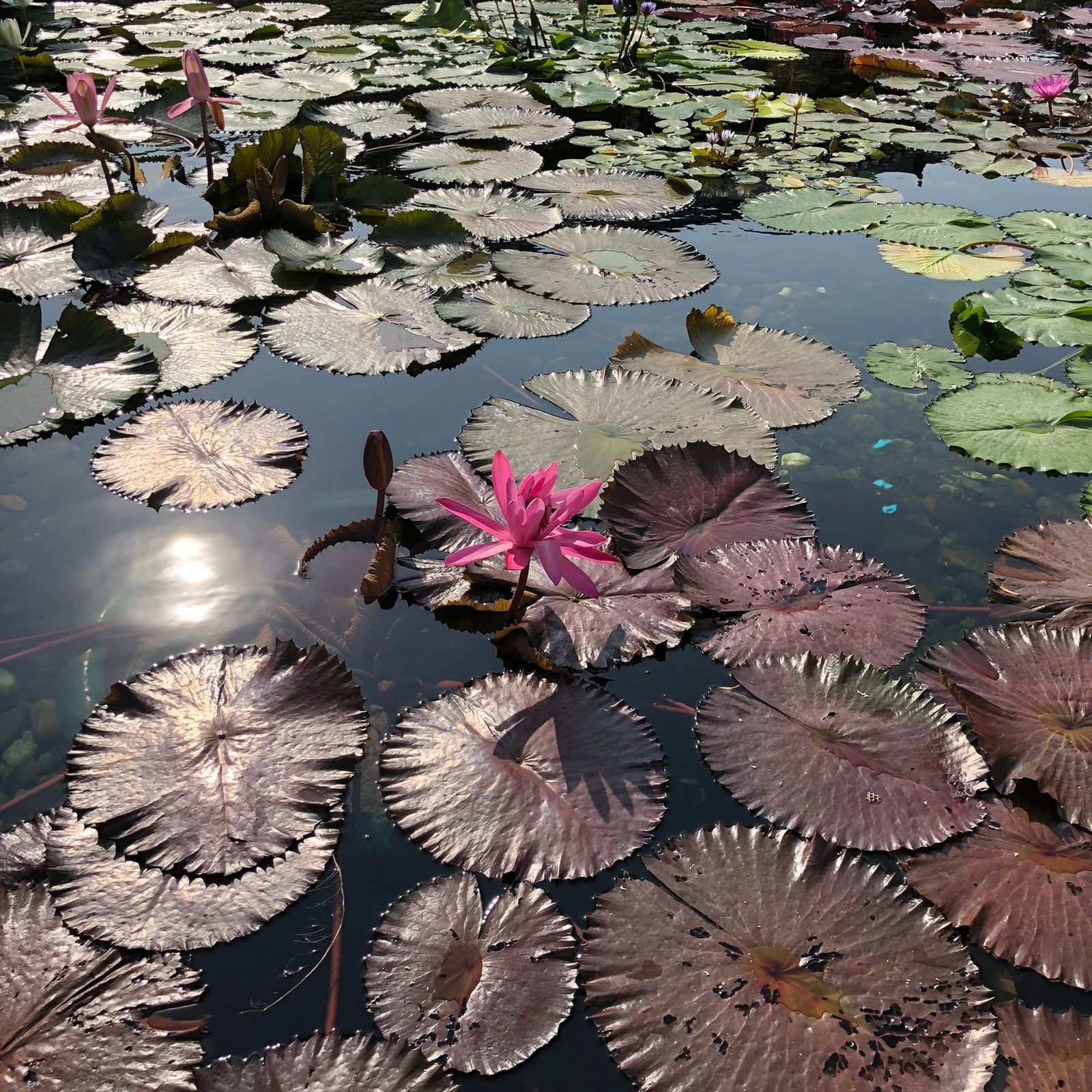 There is a pink flower that is in the water (water, body of water, aquatic plant, pond, flower)