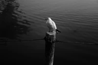 Gaviota posada en un poste sobre agua ondulante en monocromo