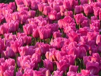 Vibrant Pink Tulip Garden in Full Bloom