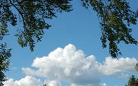 Nuvens cúmulos emolduradas por galhos de árvores contra um céu limpo