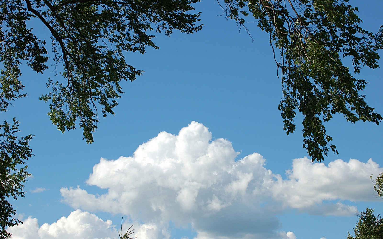 Há uma vaca em pé na grama sob uma árvore (nuvem, cumulo, árvore, ramo, nuvens)