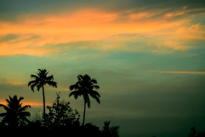 Silhouettierte Palmen gegen einen bunten Sonnenuntergangshimmel