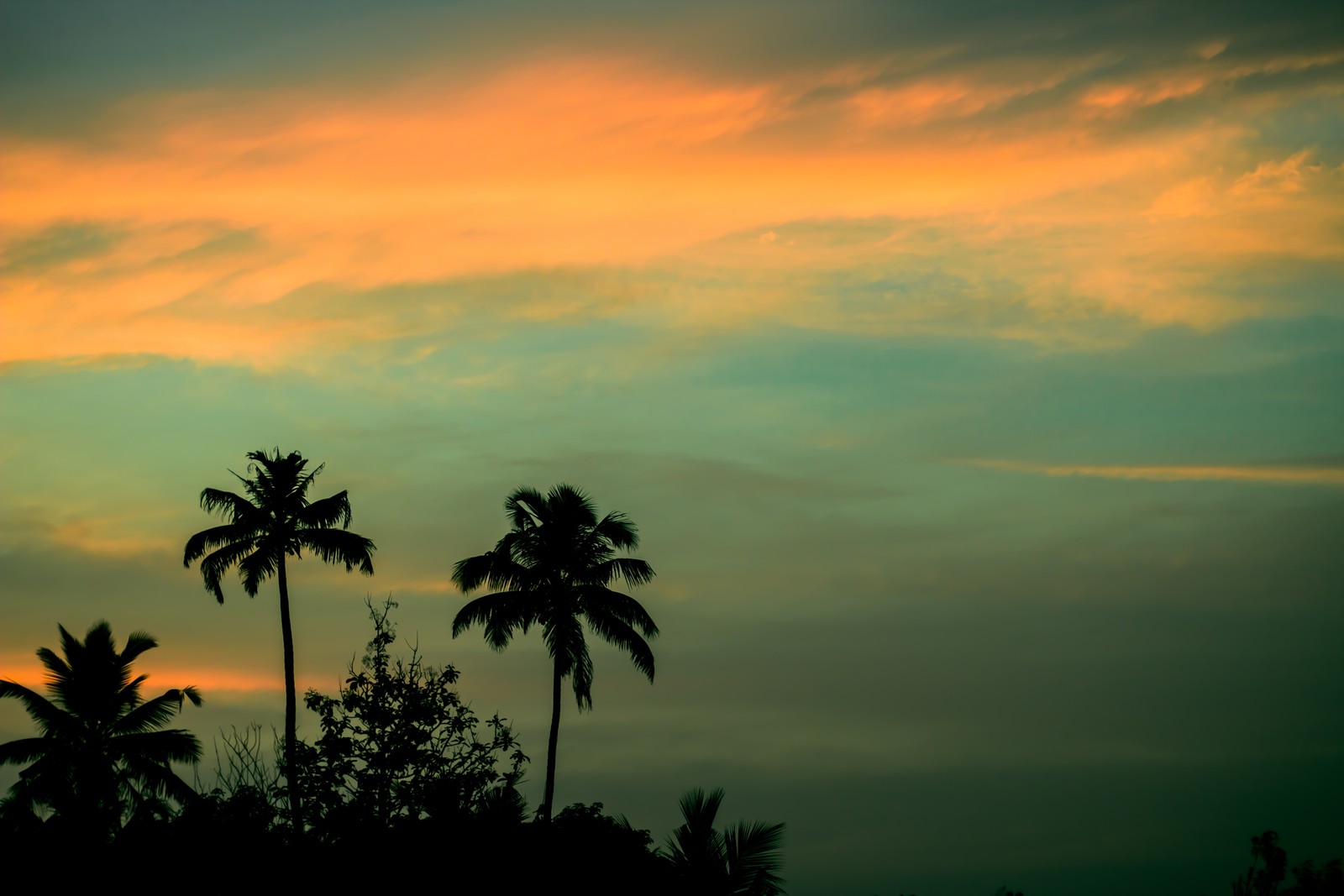 Une vue aérienne d'un coucher de soleil avec des palmiers et un ciel (nature, palmier, horizon, coucher de soleil, aube)