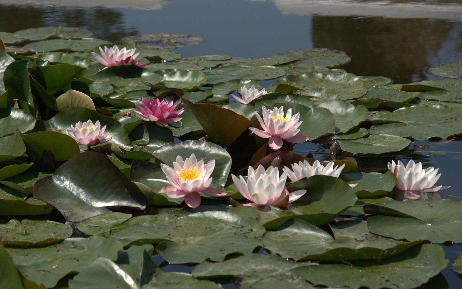 Há muitas lírios d'água flutuando em um lago (família de lótus, lótus sagrado, planta aquática, por do sol, flora)