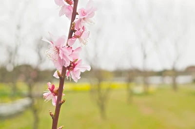 flor, floración, rosa, primavera, planta