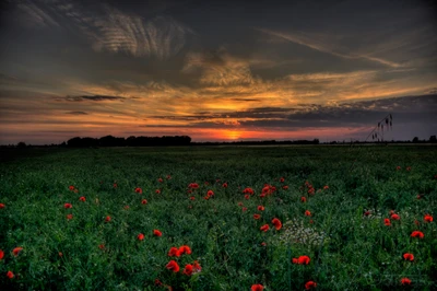 Pavots rouges dans un pré au coucher du soleil