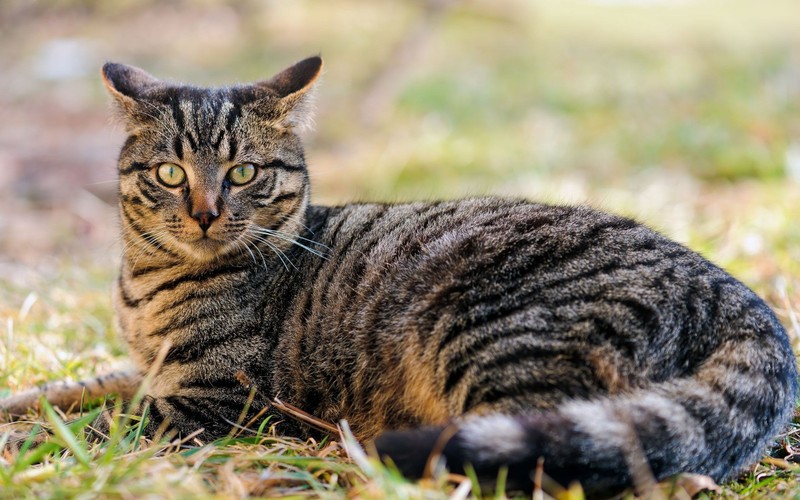 Кот лежит в траве, смотря в камеру (полосатый кот, котёнок, милота, кошки маленьких и средних размеров, шотландская вислоухая)