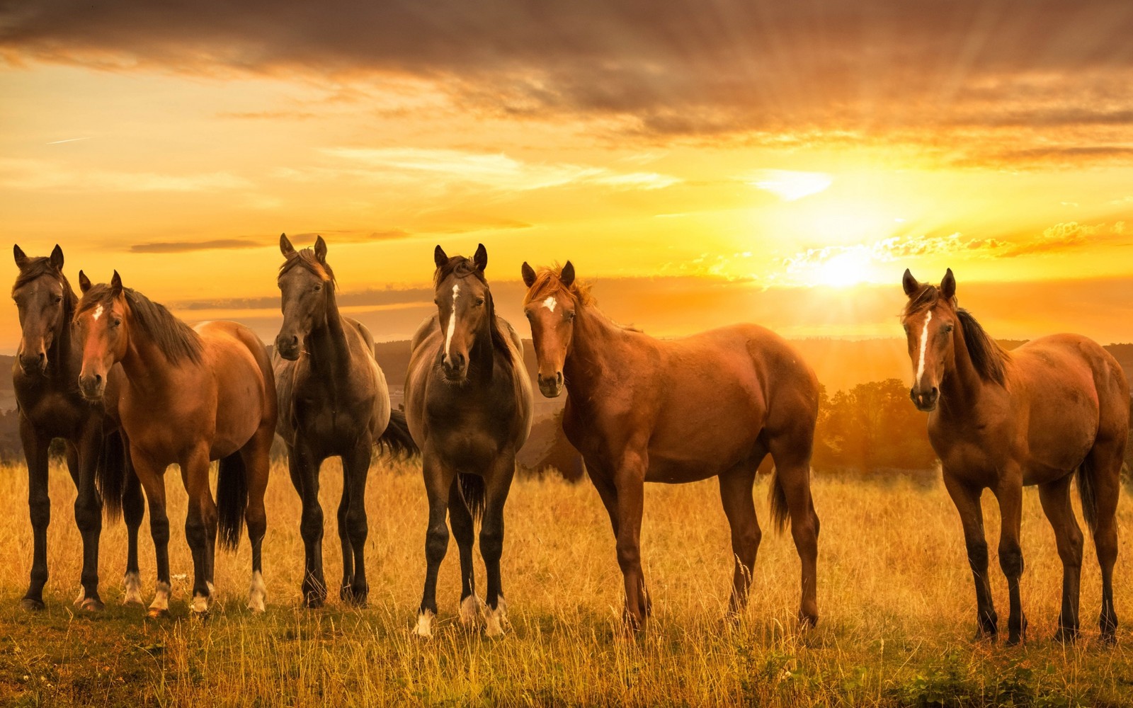 Cavalos em pé em um campo ao pôr do sol com o sol se pondo (cavalo, rebanho, pradaria, cavalo mustang, pastagem)