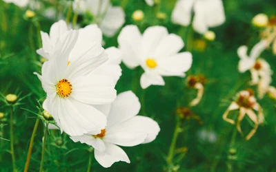 Flores blancas delicadas con centros amarillos florecen entre un follaje verde exuberante, encarnando la belleza de la primavera.