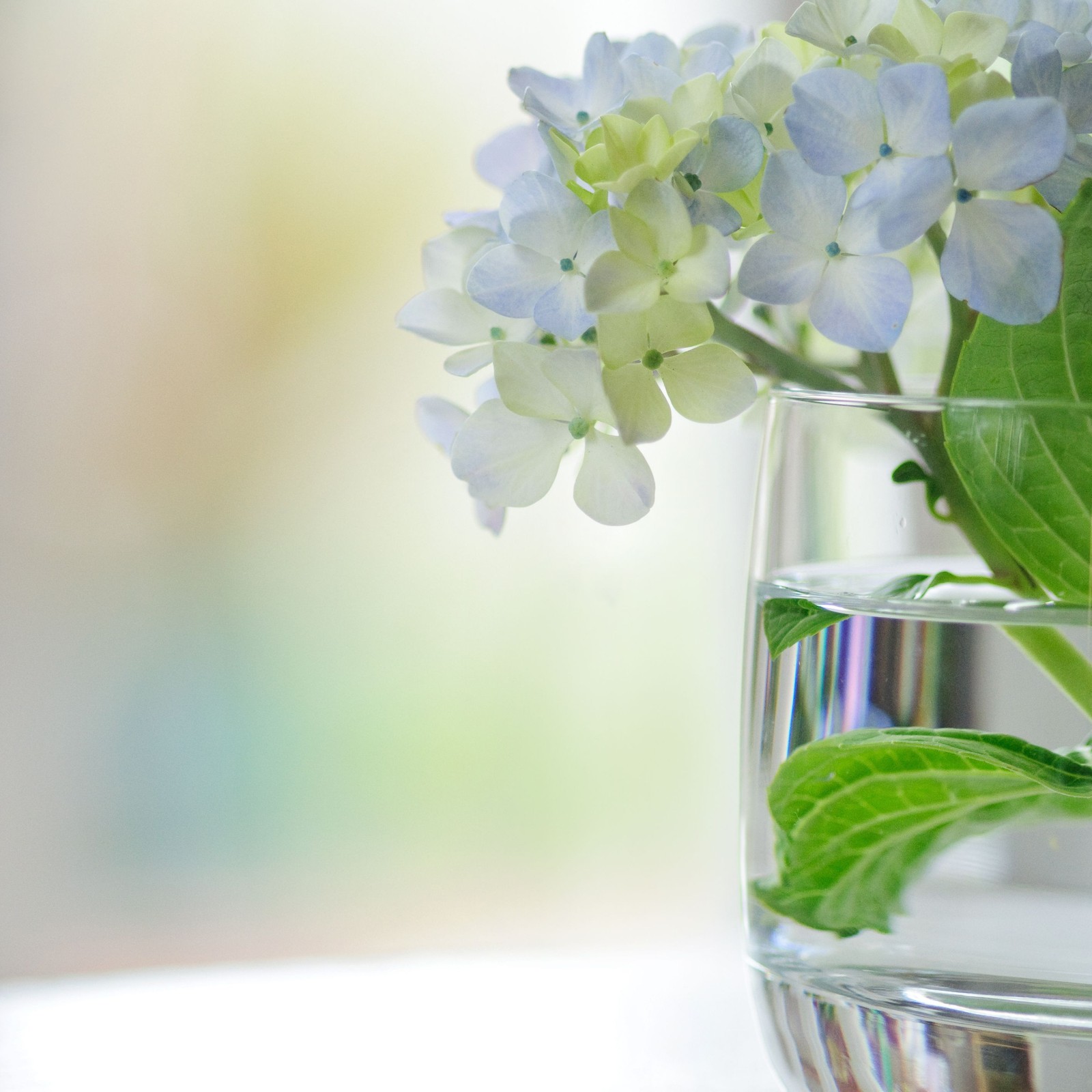 There is a glass vase with a flower inside of it (white, flower, cut flowers, petal, plant)