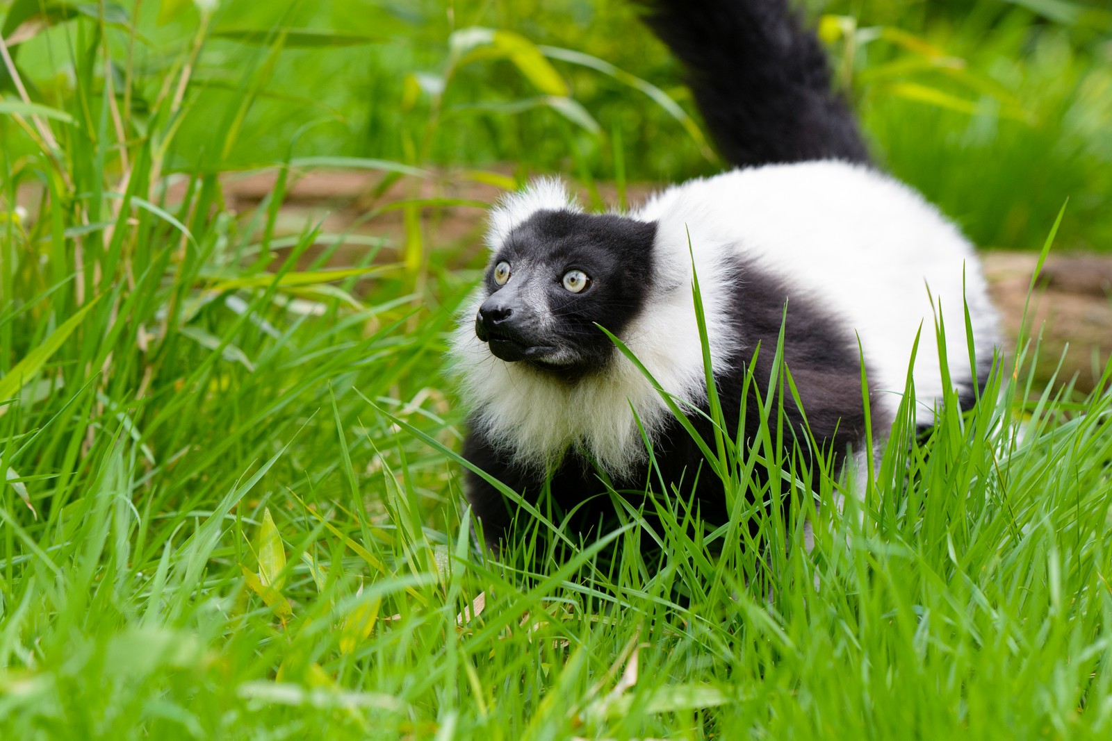 Un lémurien noir et blanc marche dans l'herbe (herbe, plante, faune, usine, zoo)