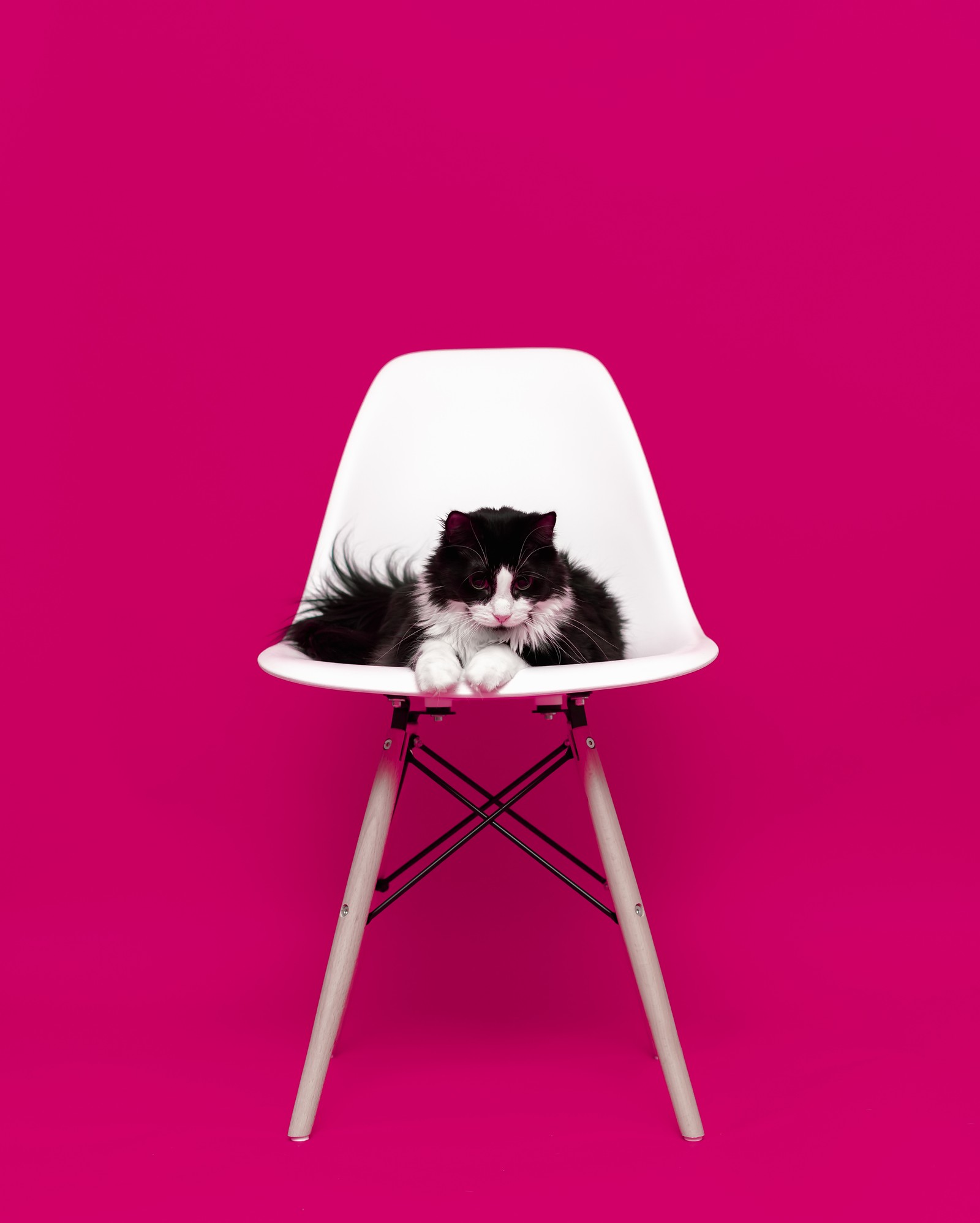 Um gato preto e branco sentado em uma cadeira branca contra um fundo rosa (gato, rosa, móveis, magenta, cadeira)