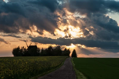 Golden Sunset Over Serene Fields with Silhouetted Trees