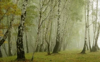 Bosque de bétulas prateadas em uma floresta temperada.