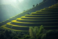 campos de arroz, agricultura, paisaje, agricultura en terrazas, verde