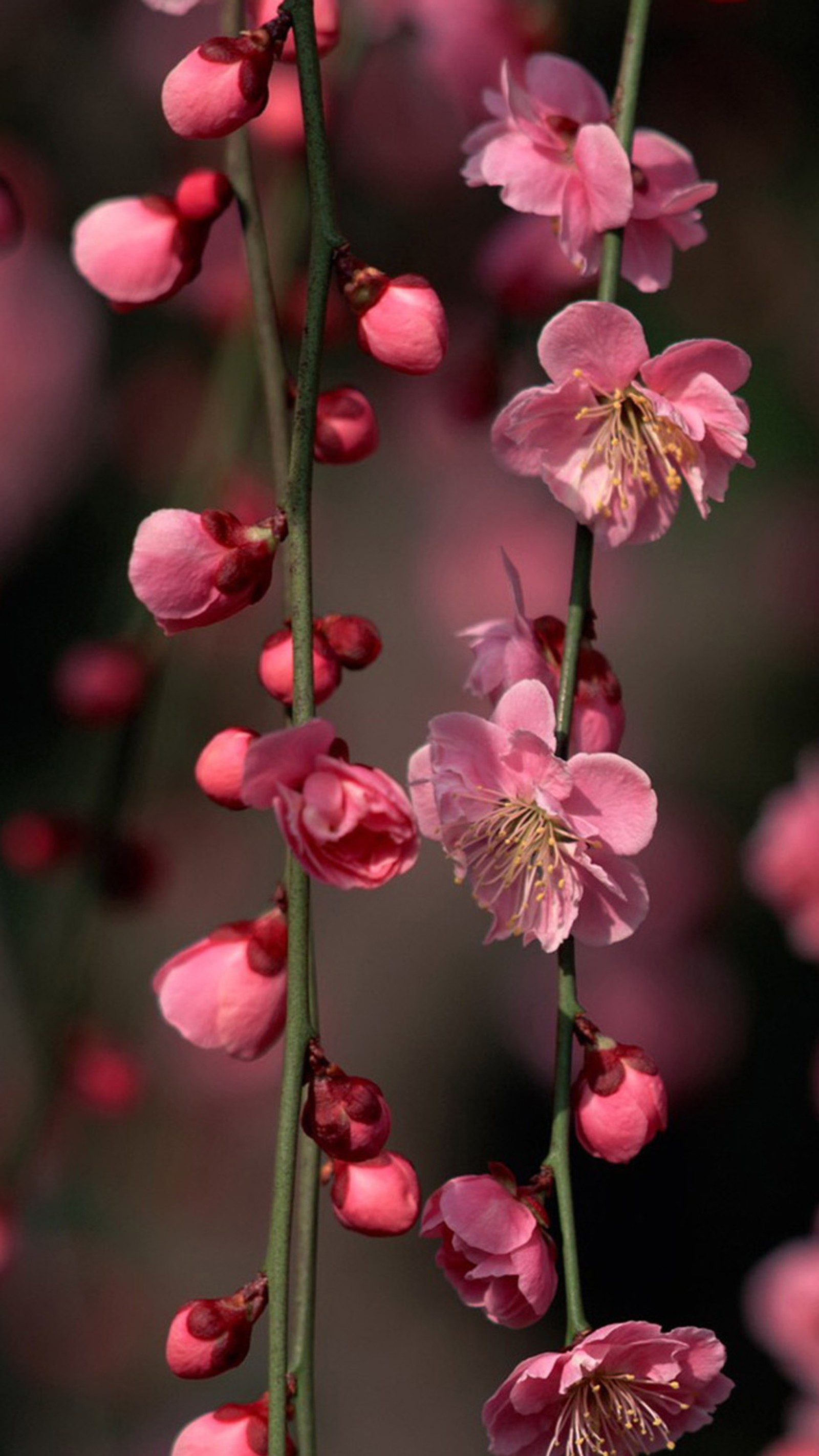 Hay muchas flores rosas que están creciendo en los tallos (ciruelas, flores rosas, ramo, floración, ramita)