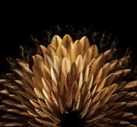 golden, peacock feathers, vibrant, golden yellow, oppo find n wallpaper