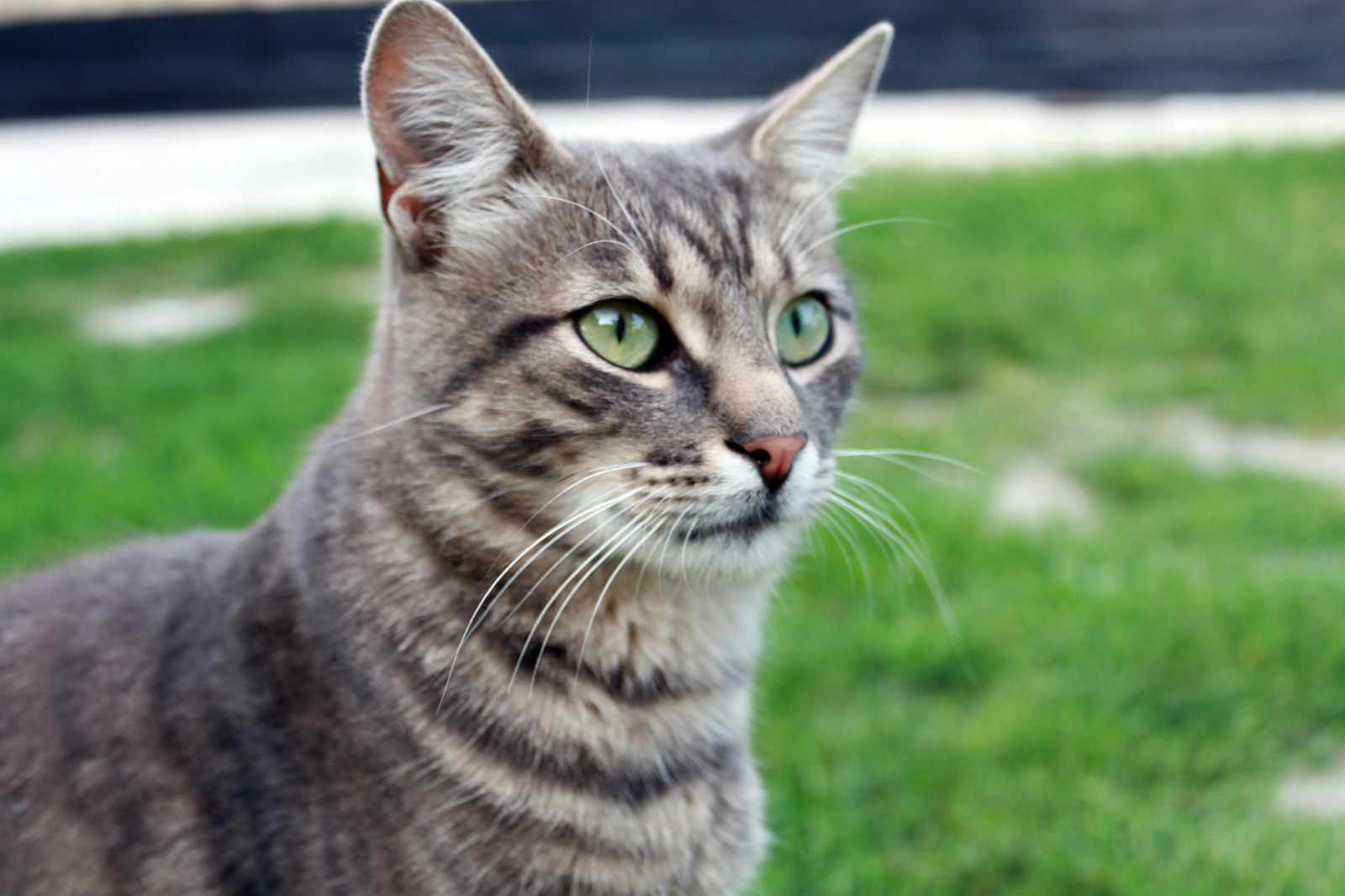 Lade american shorthair, getigerte katze, gato, schnurrhaare, europäisch kurzhaar Hintergrund herunter