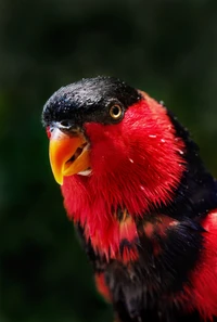 Close-up vibrante de um lorikeet vermelho e preto exibindo suas penas impressionantes e seu bico expressivo.