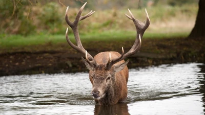 Majestic Elk Wading Through Tranquil Waters in Nature