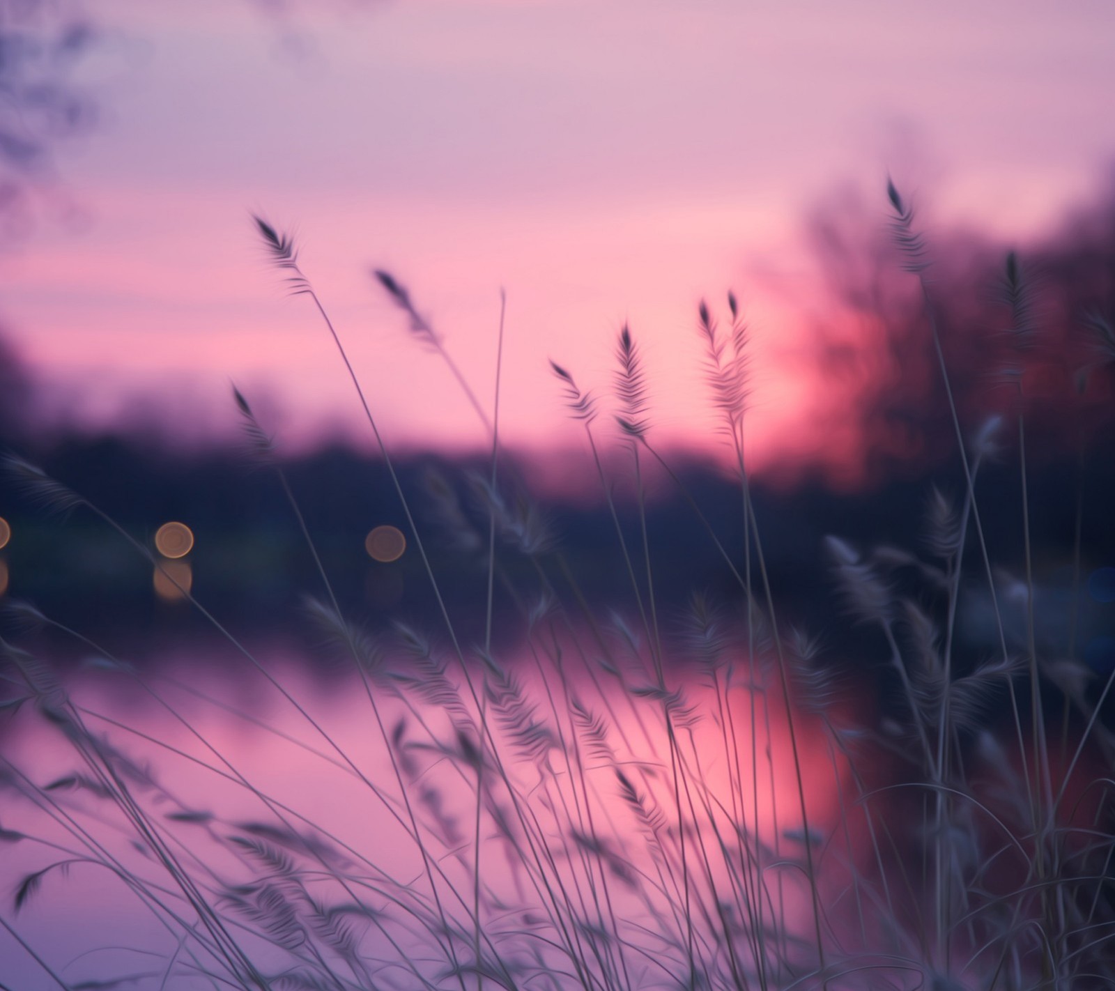 Descargar fondo de pantalla paisaje, macro, naturaleza, atardecer