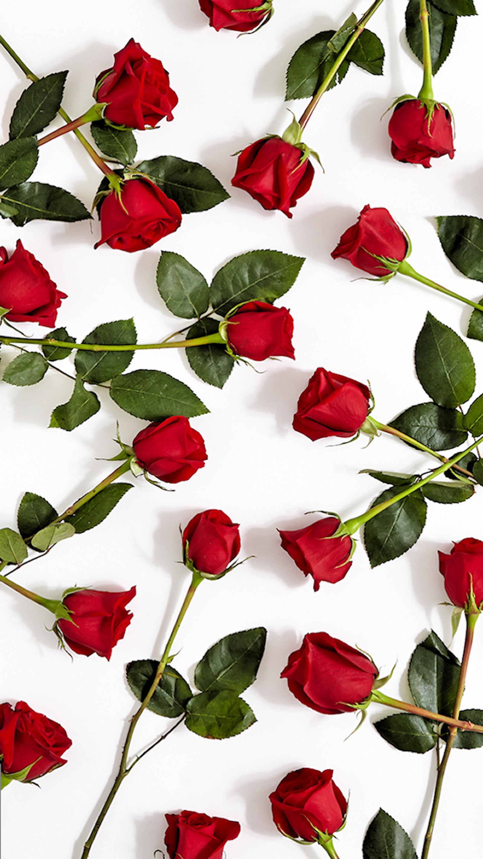 Il y a beaucoup de roses rouges sur une surface blanche (fleurs, long stem, rouge, rose)