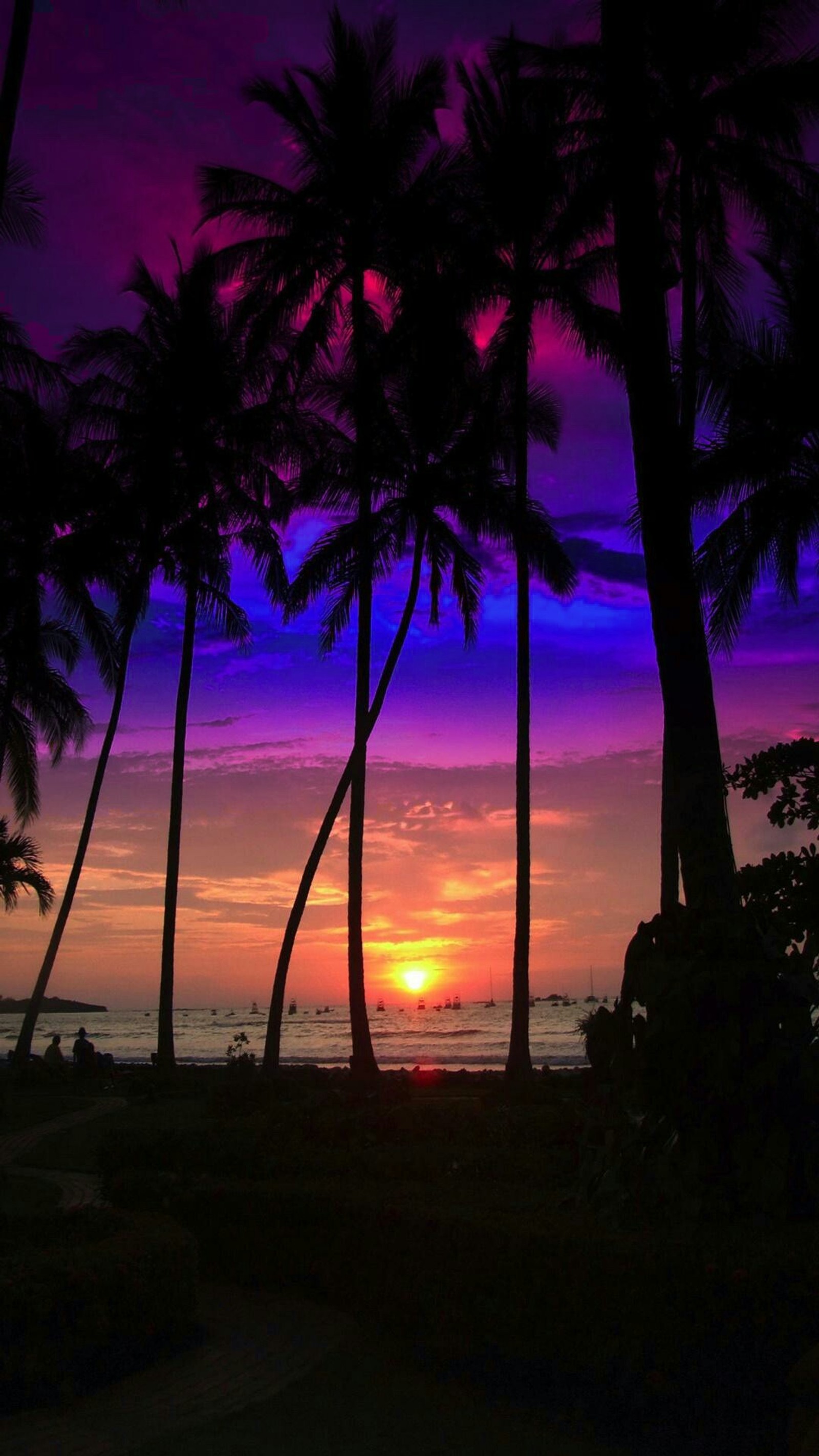 Uma vista engraçada de um pôr do sol com palmeiras e uma praia (praia, natural, por do sol)