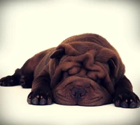 Shar Pei endormi : Un portrait abstrait amusant