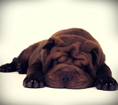 Shar Pei durmiendo: Un retrato abstracto divertido