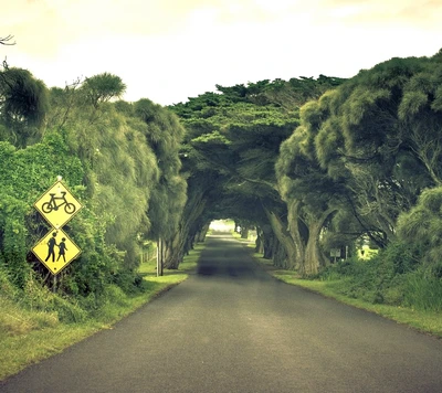 Une route sereine bordée d'arbres invitant à l'exploration, encadrée par une végétation luxuriante et des panneaux de nature pittoresques.