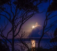 Vollmond beleuchtet eine ruhige Bucht durch silhouettierte Bäume