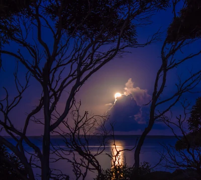 Luna llena iluminando una bahía serena a través de árboles en silueta