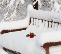 Rote Rose auf einer schneebedeckten Bank