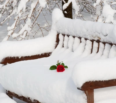 Rose rouge sur un banc couvert de neige