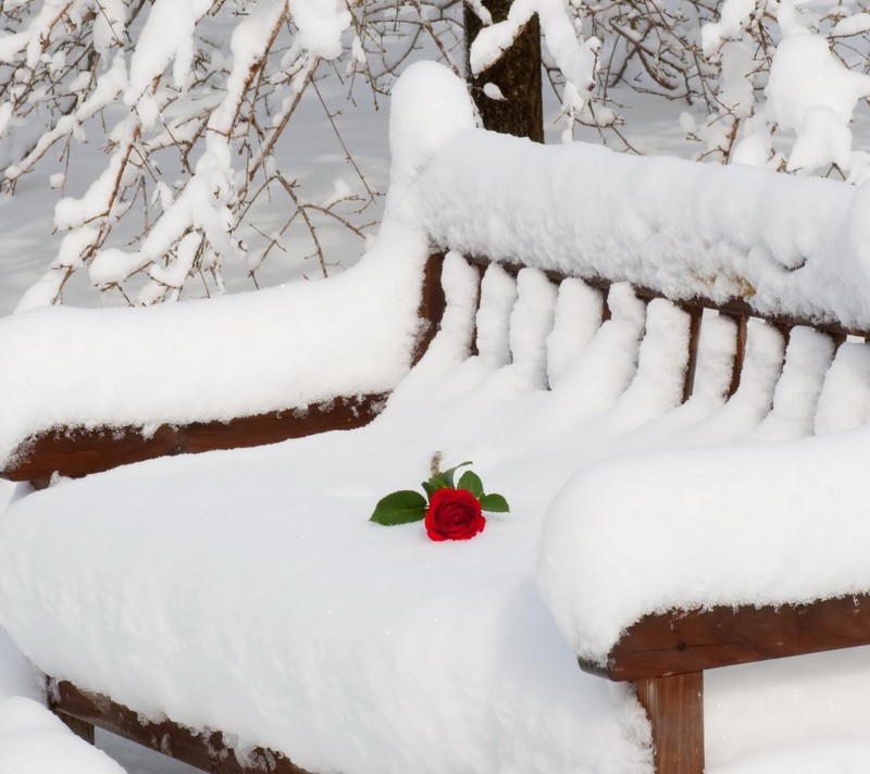 Un banc enneigé avec une rose dessus dans la neige (jolie rose, rose de glace, glace et rose, rose rouge, rose)