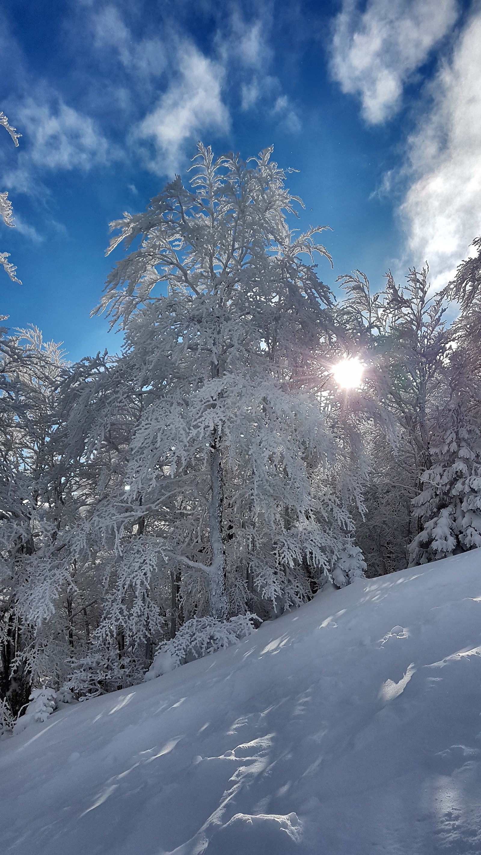 Árvores cobertas de neve e solo coberto de neve com o sol brilhando através das nuvens (azul, frio, frozen tree, céu, neve)