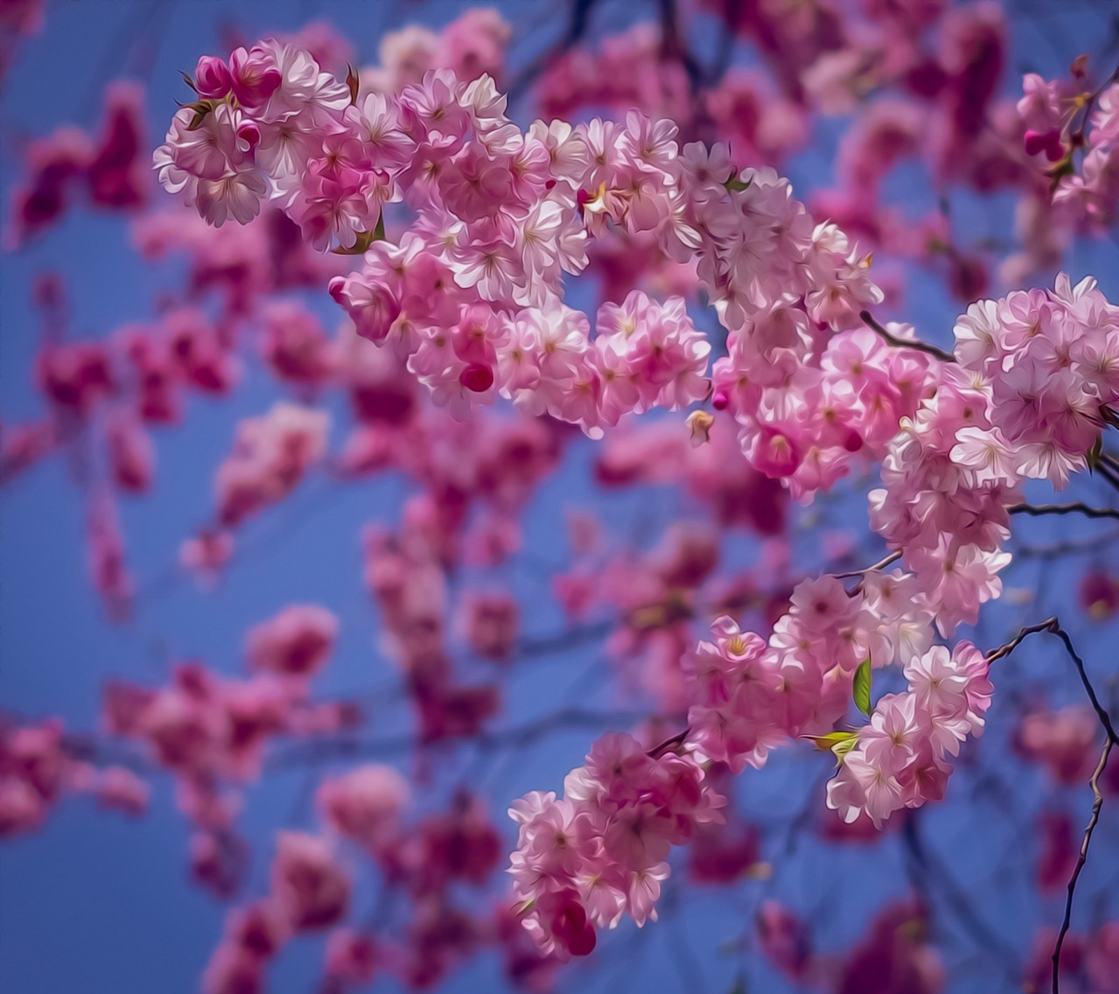 Um close de uma árvore com flores rosas (abej, beograd, primavera)