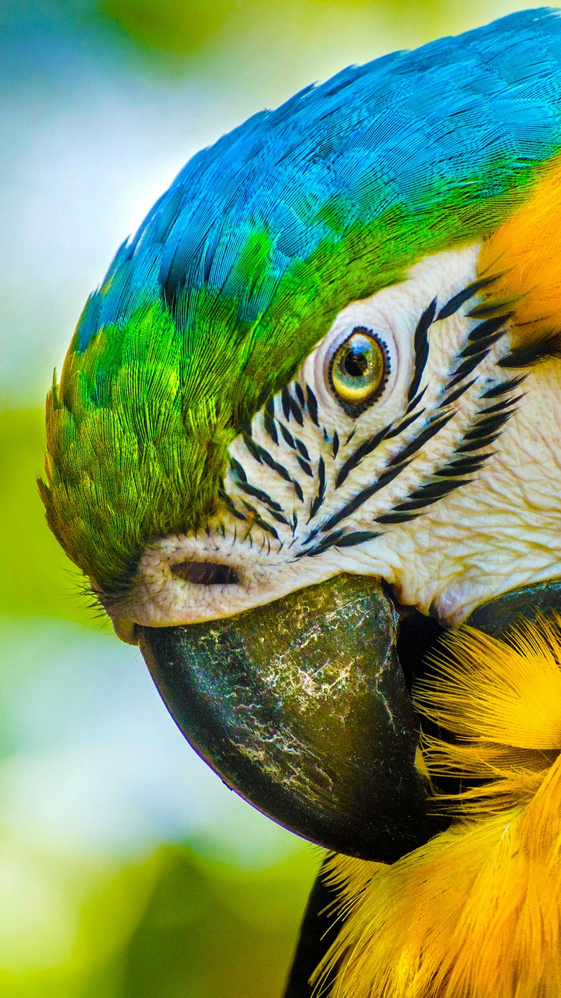 Une girafe avec un visage bleu et jaune et un bec vert et jaune (beauté, coloré, perroquet)