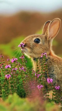 cute, rabbit wallpaper