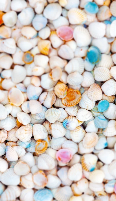 Conchas coloridas na areia: uma coleção costeira