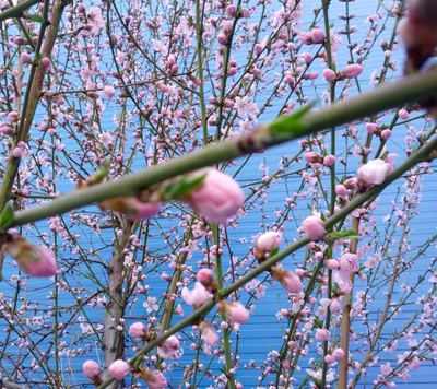 Delicadas flores rosas contra un fondo azul