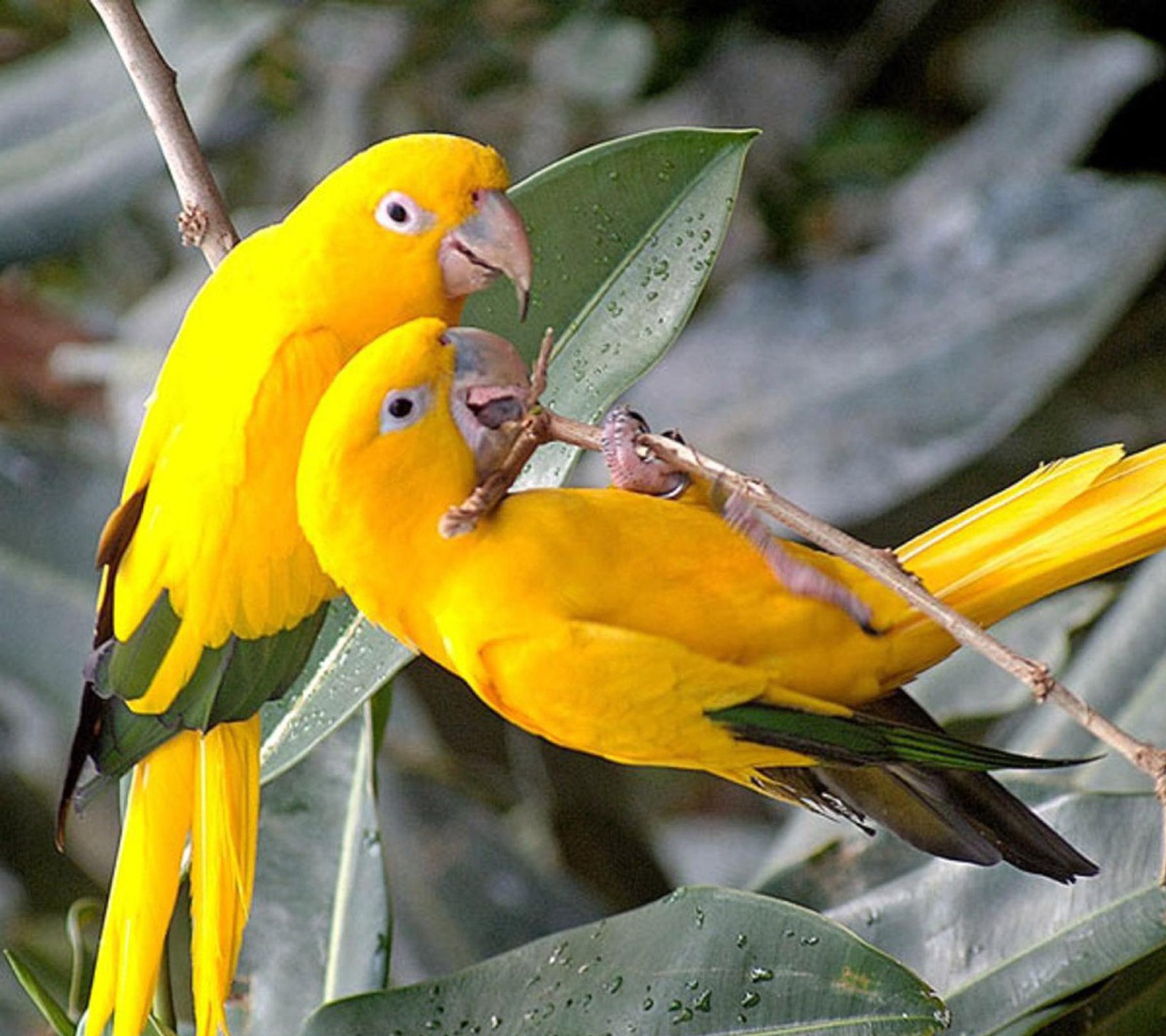 bird, parrot wallpaper