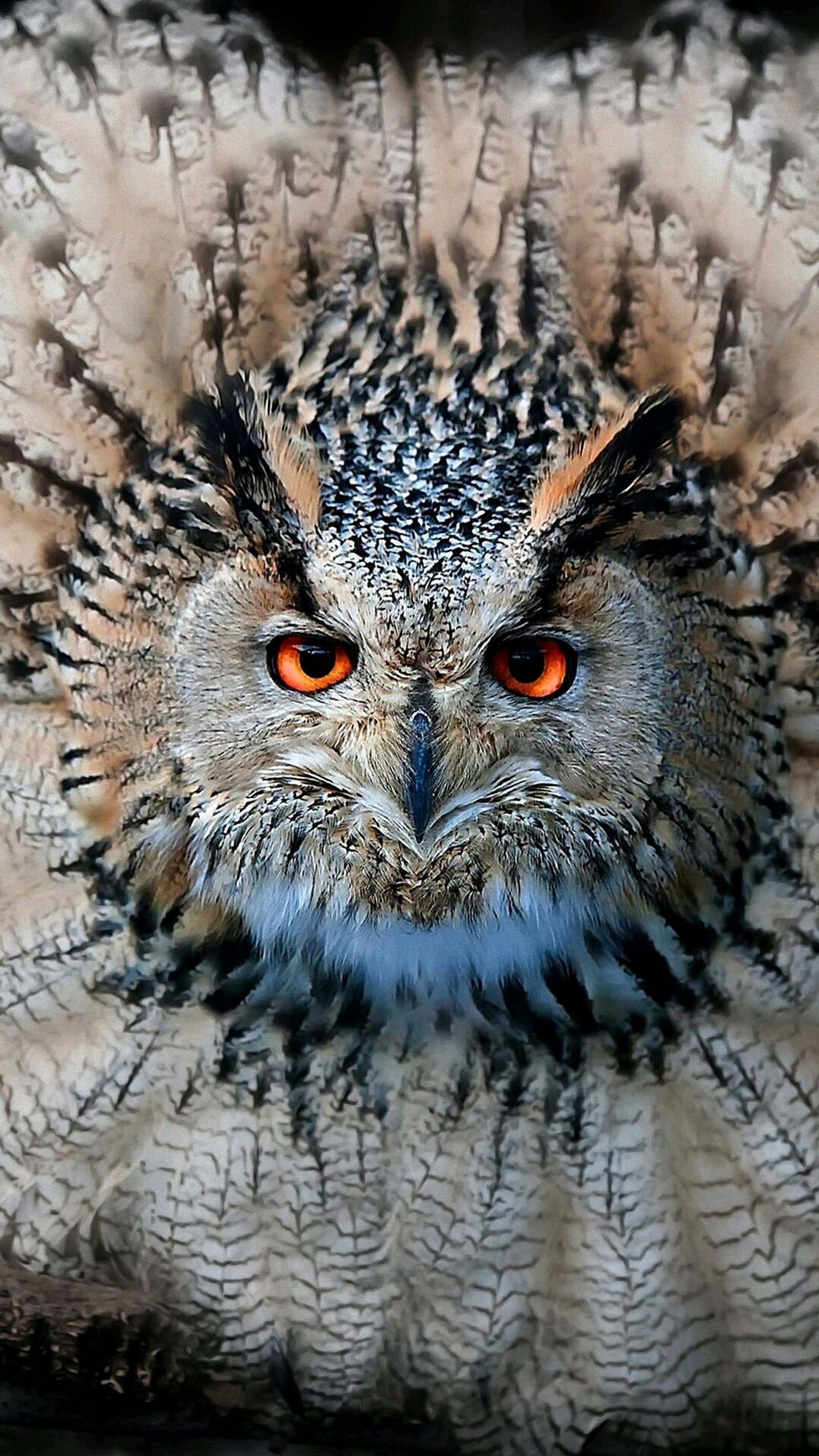 There is a close up of an owl with orange eyes (animal, owl)