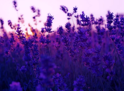 champ, fleurs, lavande, nature, coucher de soleil