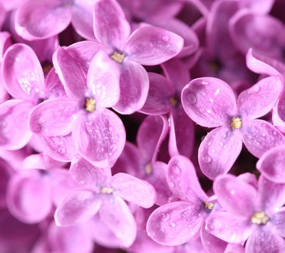 flowers, lilac, purple, spring