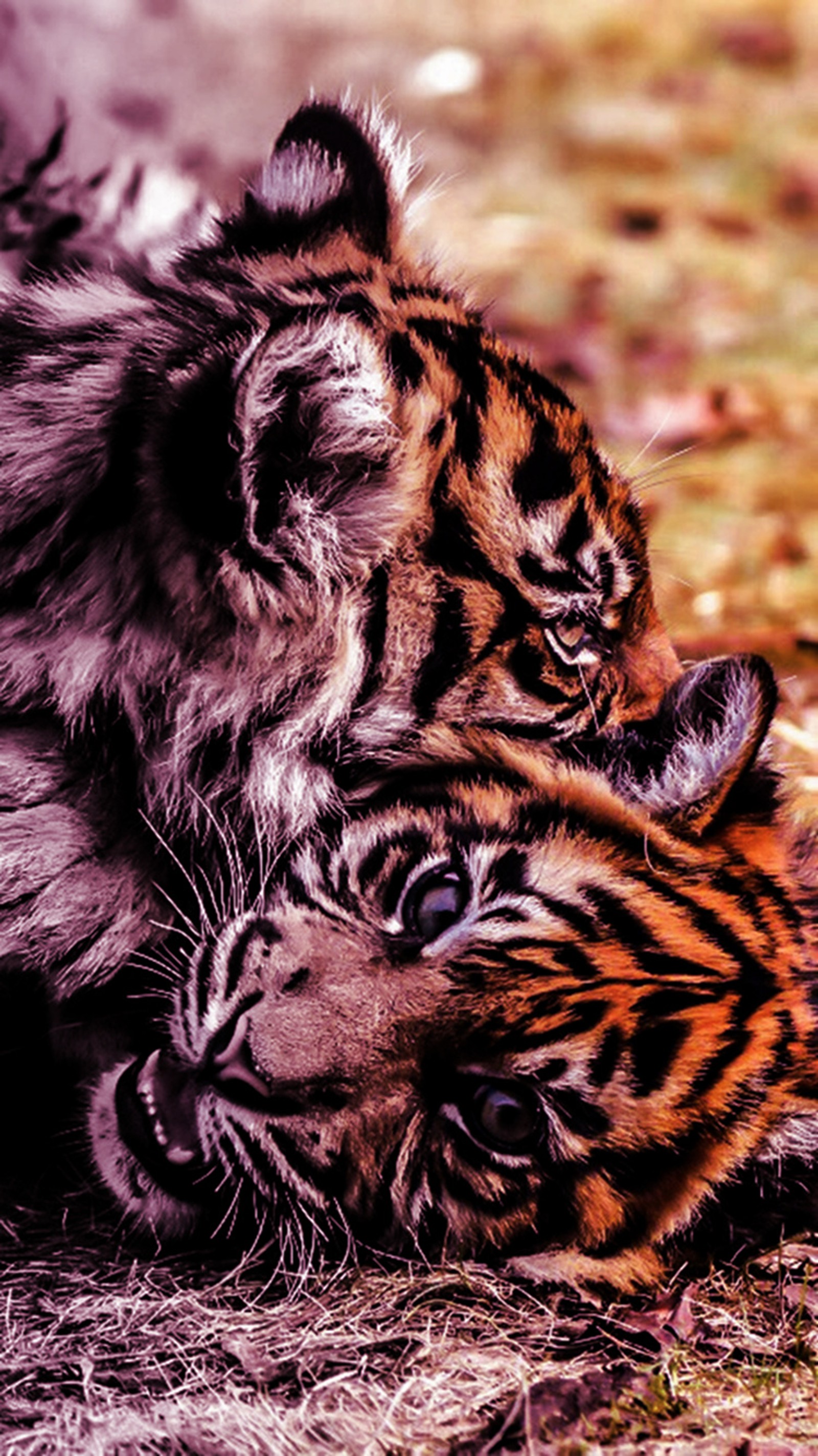 baby, tigers Download Wallpaper