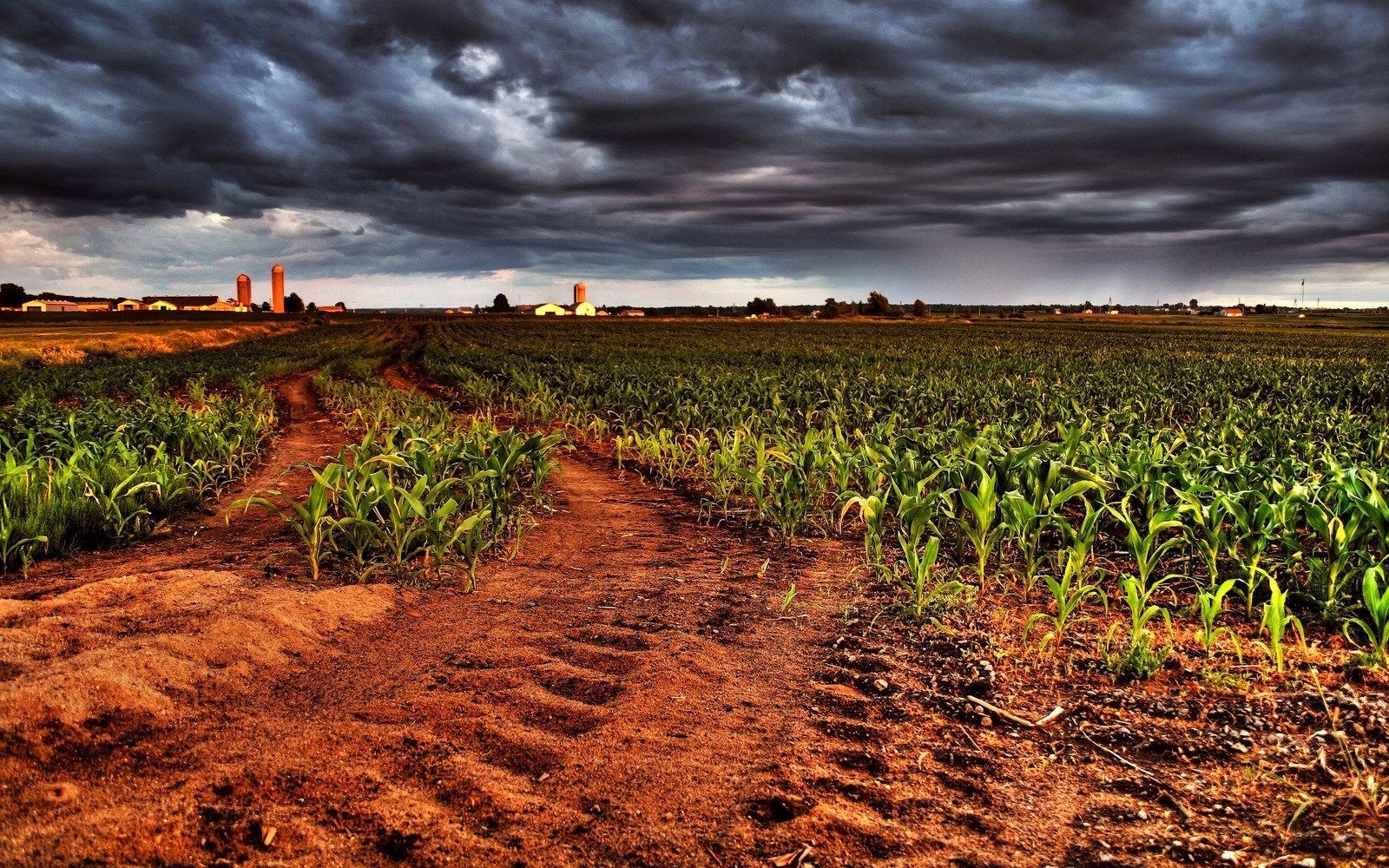 Un primer plano de un campo de maíz con un cielo oscuro de fondo (cosecha, agricultura, campo, granja, suelo)